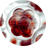 
<spanclass="text-xlfont-bold"style="color:rgb(85,85,85);line-height:1.5;">
科学锁定抑糖因子—DNJ*
</span>