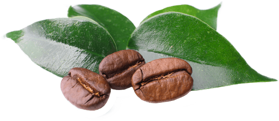 100% Hand-selected Arabica Beans